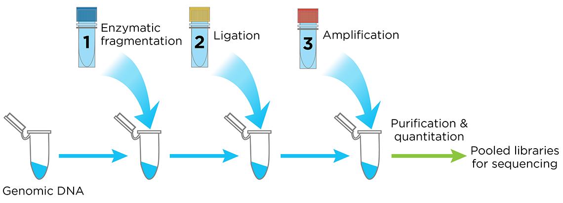 The Celero PCR Workflow - Figure 4