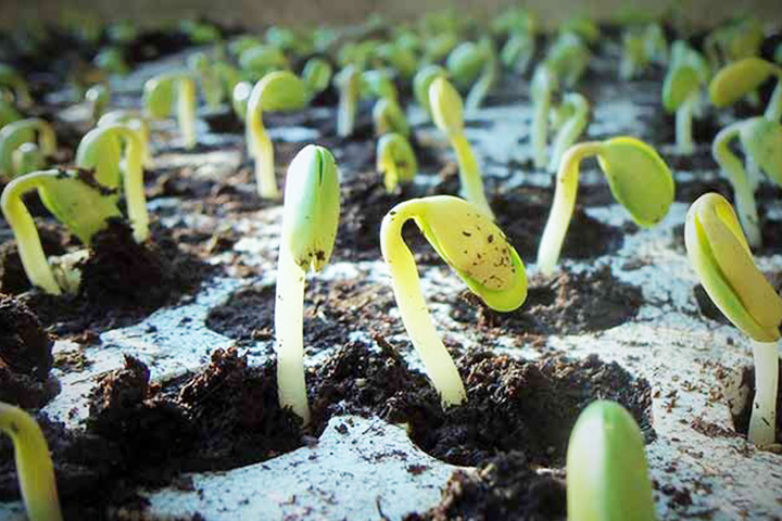 A whole transcriptomics view to study drought resistance