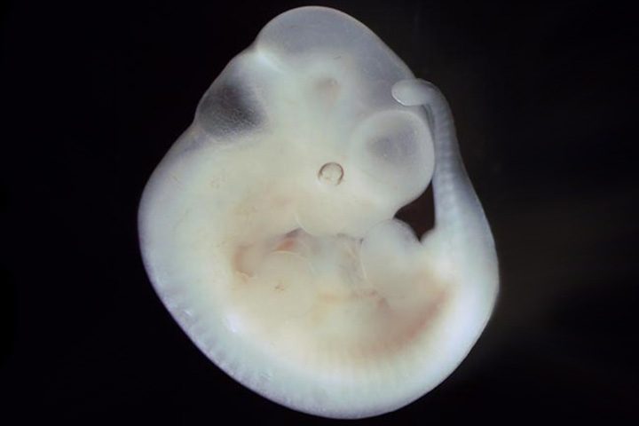 Dynamic changes in chromatin modifications observed during early mouse development